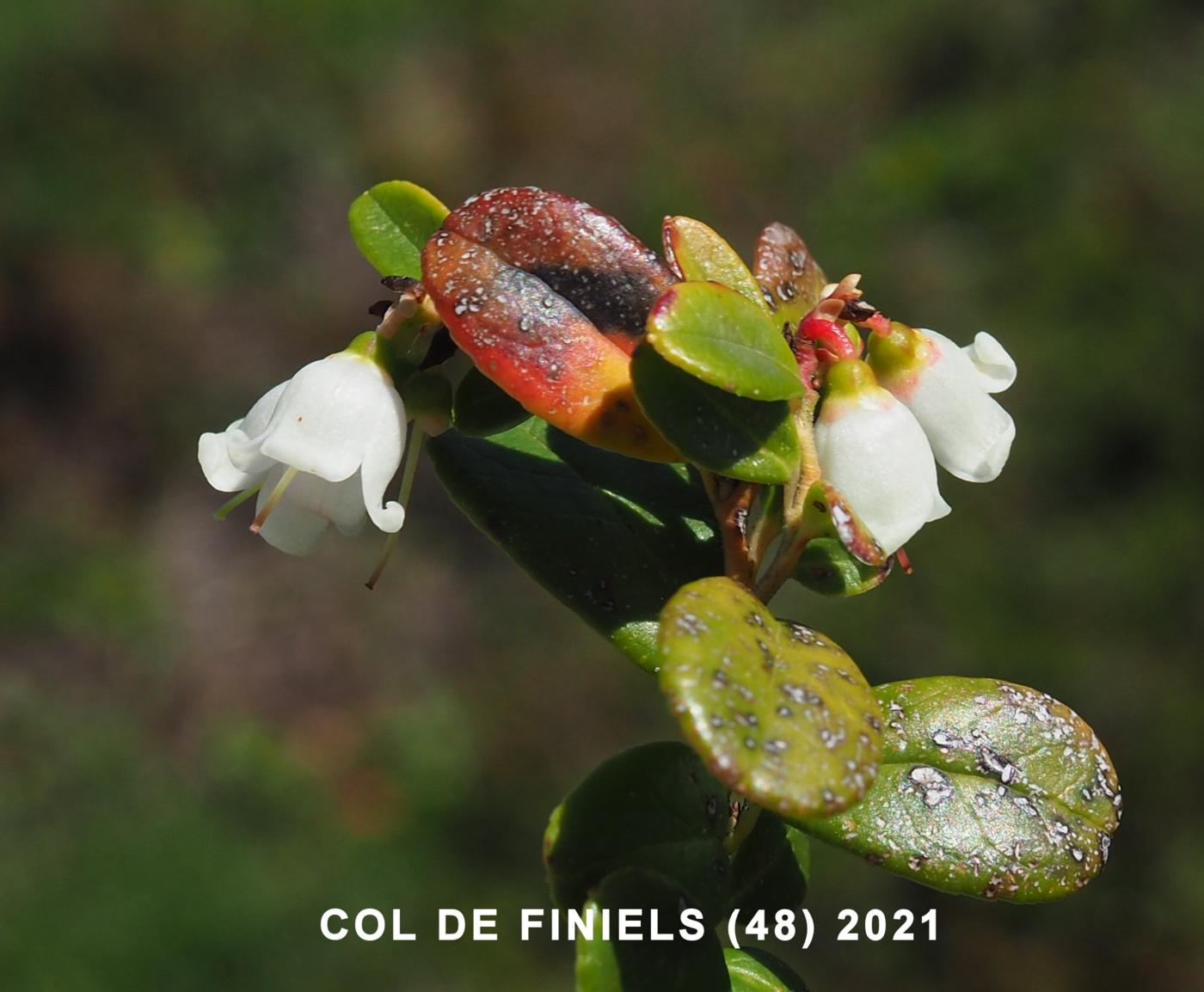 Cowberry flower